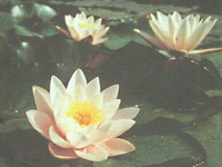 Nenufar Marcilea Carnea Rosa claro